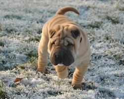 I costi e i guadagni per avviare un allevamento