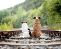 Associazioni animali: Fondazione Squadra 4 Zampe