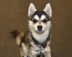 Husky nano esiste? Informazioni e foto di questa razza