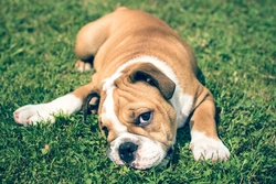 Managing Excessive Earwax in the English Bulldog