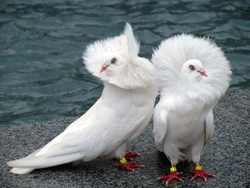 13 Amazing Breeds of Fancy Pigeons You Should Know