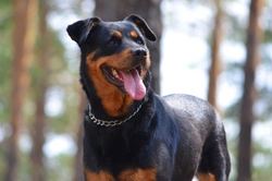 Third Party Liability Insurance for Dogs: Avoiding Common Loopholes