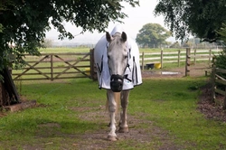 Avoiding Laminitis This Spring: Prevention & Care Guide