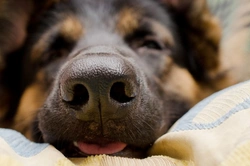Why Do Dogs Have Wet Noses? Complete Guide to Their Nose Moisture