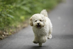 Why Maltipoos Are So Expensive to Buy in the UK