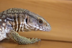Monitor Lizard as Pets: Legal Ownership & Care Guide UK