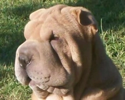 Shar Pei il cane con le rughe e con la lingua blu