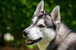 Best Sports and Activities for Siberian Husky Dogs