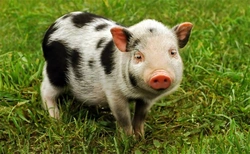 Do Pigs Make Good Pets? Comprehensive Guide for 2025