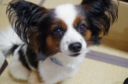 Papillón, el perro mariposa