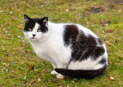 Cómo alimentar a un gato para fomentar la pérdida de peso saludable