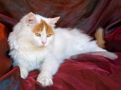 The Turkish Van Cat: A Unique Swimming-Loving Breed