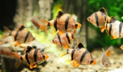 Quarantine Tanks for Fish: Complete Setup & Use Guide