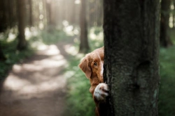 Why Is My Dog Hiding? 5 Causes, Anxiety Signs & UK Tips