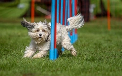 Can blind or partially sighted dogs participate in canine sports?