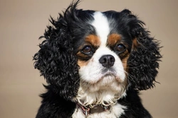How PSOM (Glue Ear) Affects Cavalier King Charles Spaniels
