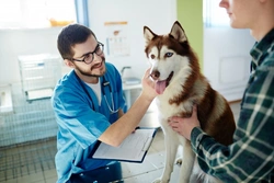 Health Issues in Dogs Requiring Immediate Vet Care