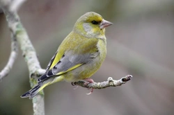 Complete Guide to Keeping Greenfinches: Care, Feeding & Breeding