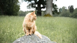 Allt du behöver veta om insektsbaserat kattfoder 