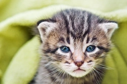 Tos de las perreras en gatos: Bordetellosis felina explicada