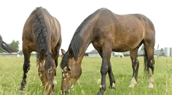 Sommarbete och lättfödd häst - så kan du tänka