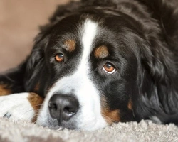 Bovaro del Bernese: costo e mantenimento