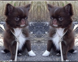 Chihuahua pelo lungo e pelo corto