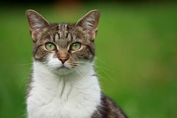 Head Pressing in Cats: Causes, Symptoms & Treatment Guide