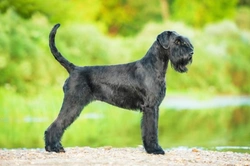 Giant Schnauzer health and longevity guide UK 2025