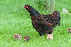 Is My Hen Broody? Signs and Care Tips for Owners