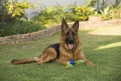 Safe use of weed killers and pesticides in dog-friendly gardens