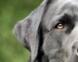 Statistiche delle razze più ambite in Europa, negli USA e in Italia