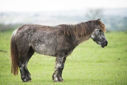 Equine Cushing’s Disease and Metabolic Syndrome Explained