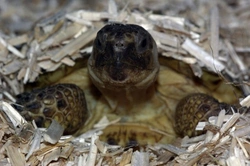 Preparing Your Tortoise for Safe Hibernation