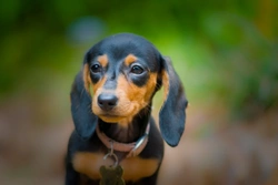 Miniature Dachshund Guide: 10 Essentials to Know Before You Buy