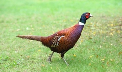 Keeping Pheasants as Pets: Essential Guide for UK Owners