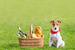 10 Foods Dogs Should Never Eat at Picnics or Barbecues