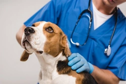 How Coronavirus Is Affecting Veterinary Care in 2025