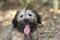 4 Common Myths about Canine Spaying and Neutering Debunked