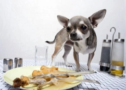 What Foods Are Poisonous to Dogs? Top 10 Dangerous Foods