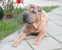 Cagnolini sharpei: dove trovarli, prezzi e cosa da fare nei primi mesi