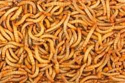Mealworms: How to Keep and Breed Them for Your Chickens