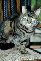 How Pets Adapt to Limb Loss: Care & Recovery Guide