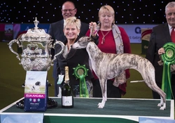 Complete Guide to Whippets: Crufts 2018 Best in Show Winner