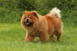 Chow Chow hereditary health and genetic diversity guide