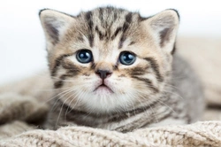 Secrets Your Cat Wants You to Know: Understanding Cat Behaviour