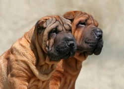 Familial Shar-Pei Fever: Causes, Symptoms & Care Guide
