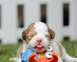 Perché i cuccioli piangono di notte