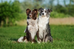 Imerslund-Grasbeck syndrome in Border Collies: Genetic Guide