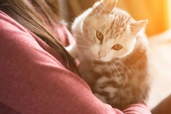 Are pregnant women with cats at risk of toxoplasmosis?